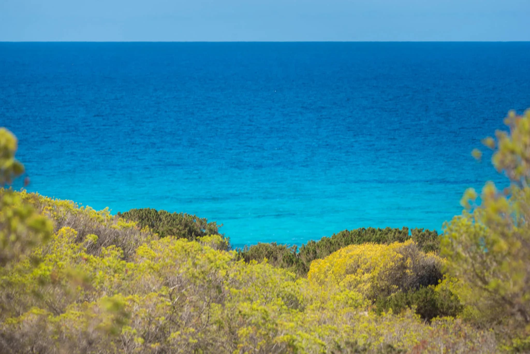 Turquoise cove framed by pine trees
